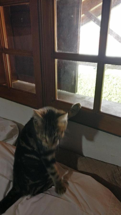 Casa Idilica Daire Horta  Dış mekan fotoğraf